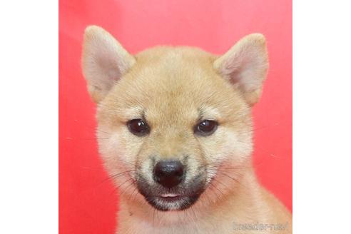 成約済の愛知県の柴犬-191097の1枚目